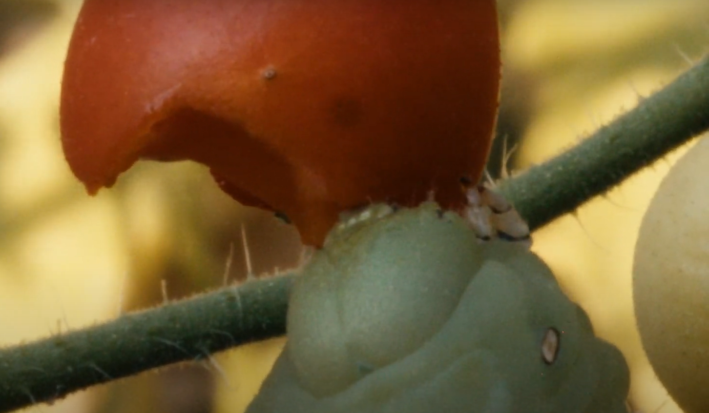 What Animals Eat Tomatoes in Garden? GardenProfy