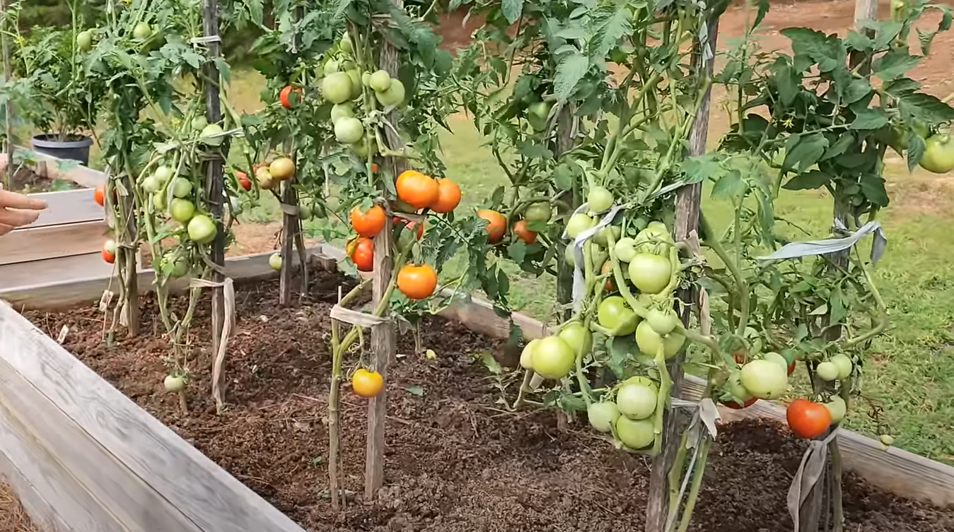 What Animals Eat Tomatoes in Garden? GardenProfy