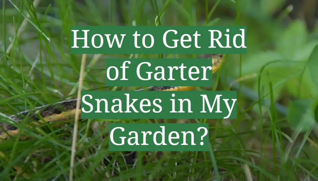 How to Get Rid of Garter Snakes in My Garden? GardenProfy