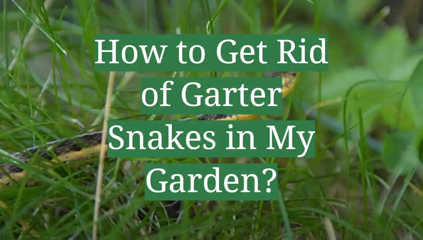Garter Snakes in the Yard and Garden