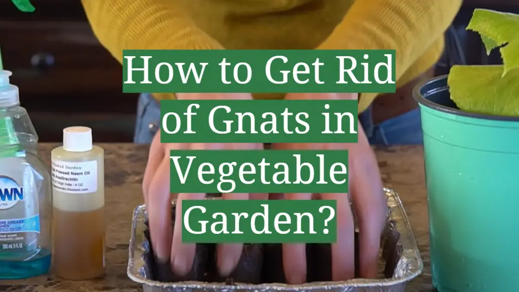 How to Get Rid of Gnats in Vegetable Garden? GardenProfy
