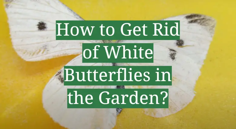 how-to-get-rid-of-white-butterflies-in-the-garden-gardenprofy