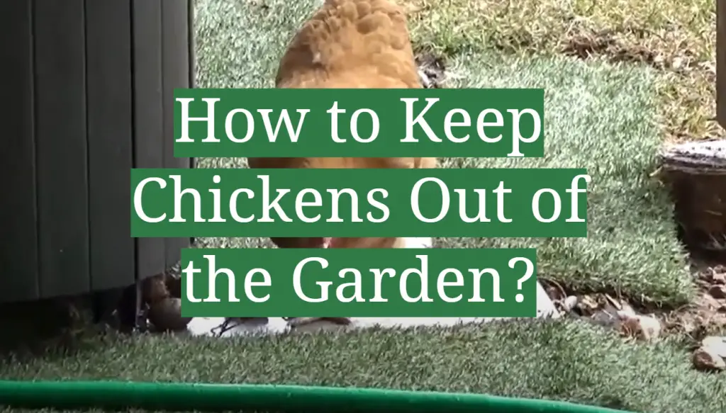 How to Keep Chickens Out of the Garden? GardenProfy