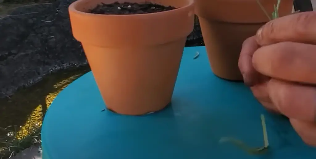 Why Aren’t My Vegetables Growing?