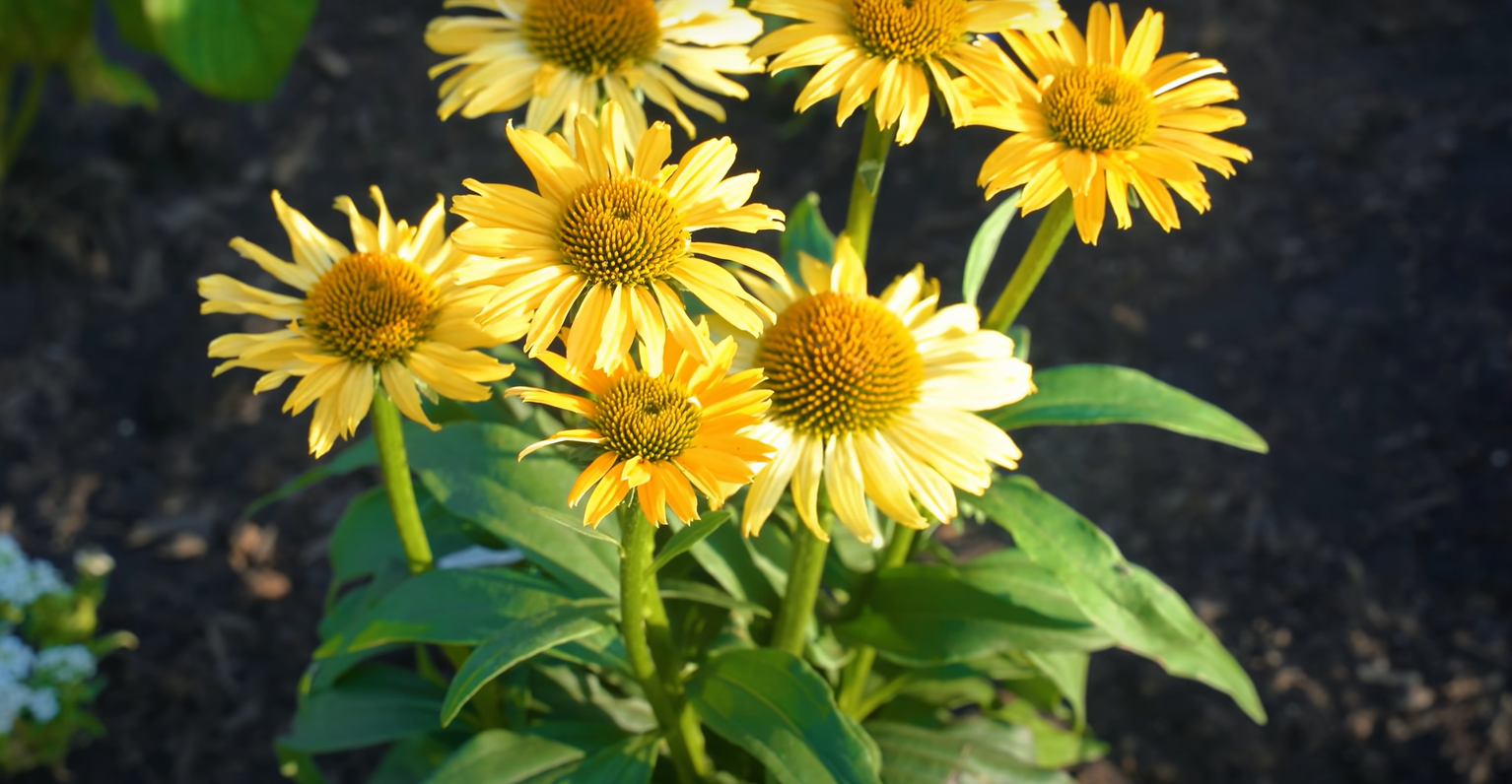 How to Attract Pollinators to Vegetable Garden? GardenProfy