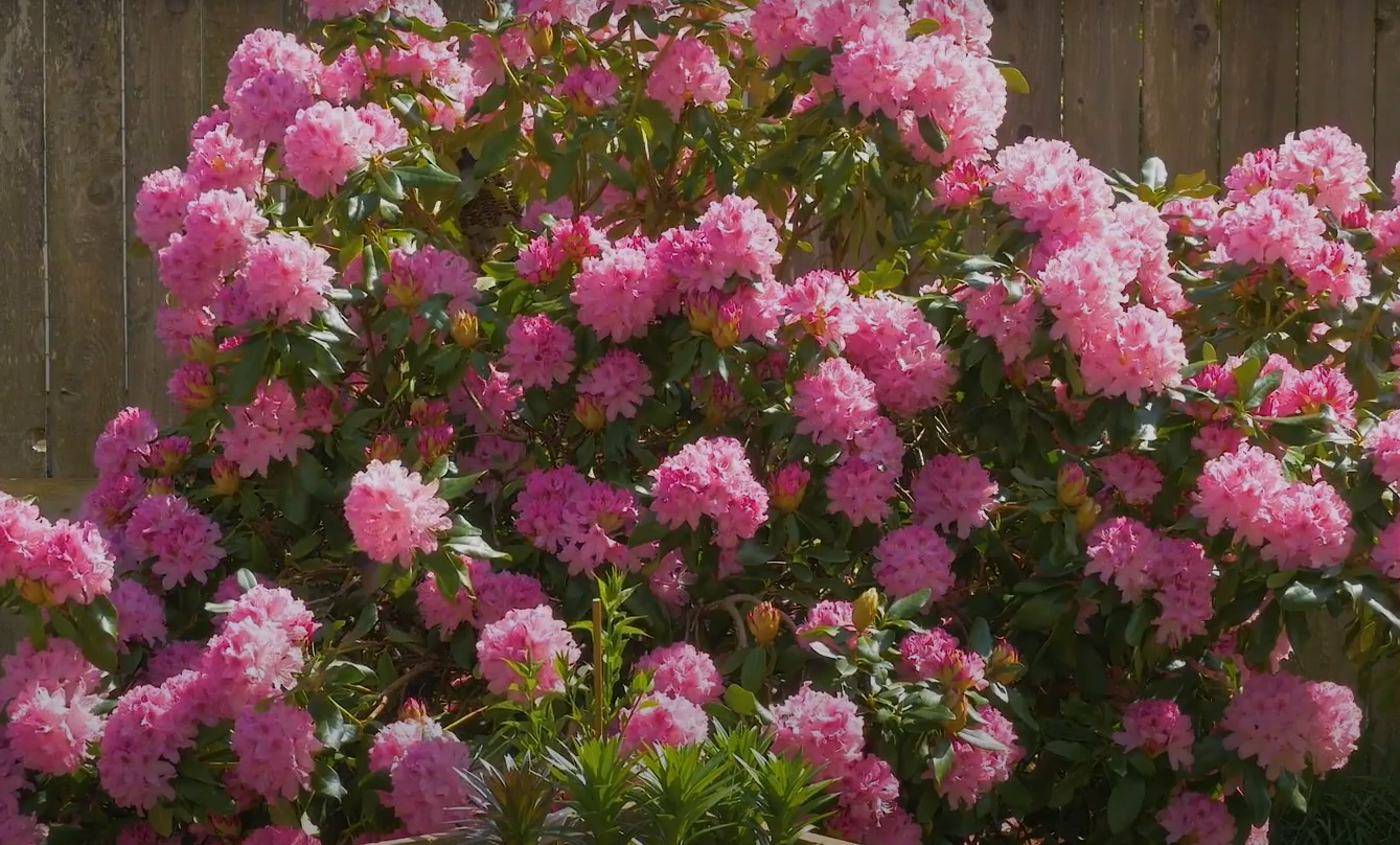 How to Get Rid of Fungus in Garden Soil? GardenProfy