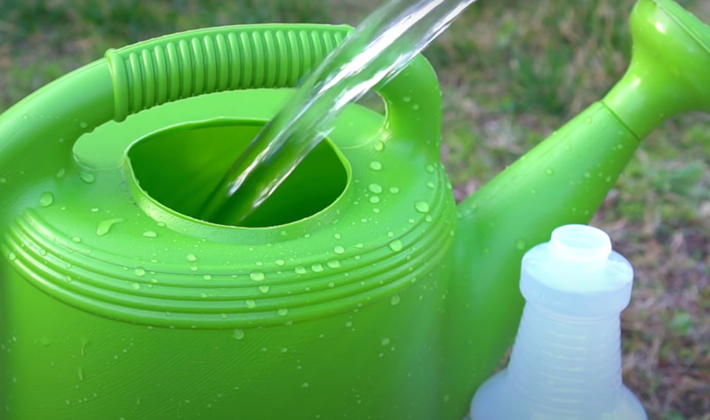 How to Get Rid of Fungus in Garden Soil? GardenProfy