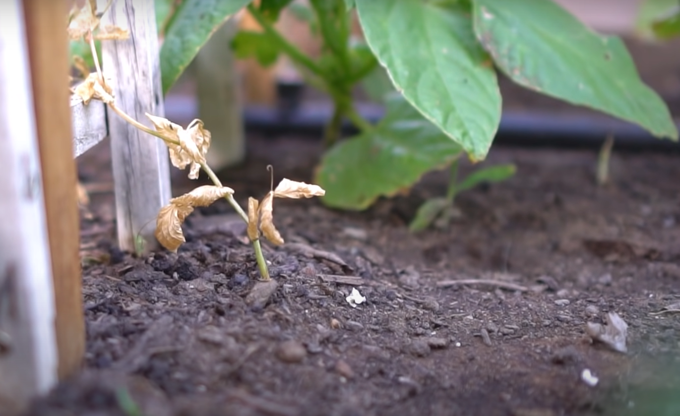 how-to-get-rid-of-fungus-in-garden-soil-gardenprofy