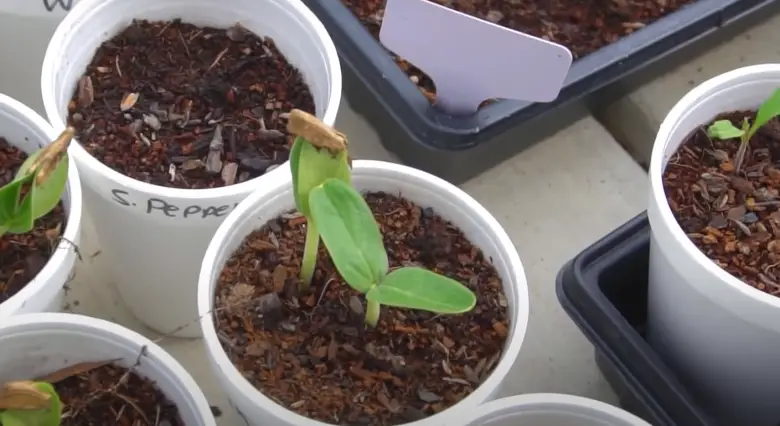 How to Get Rid of Fungus in Garden Soil? - GardenProfy