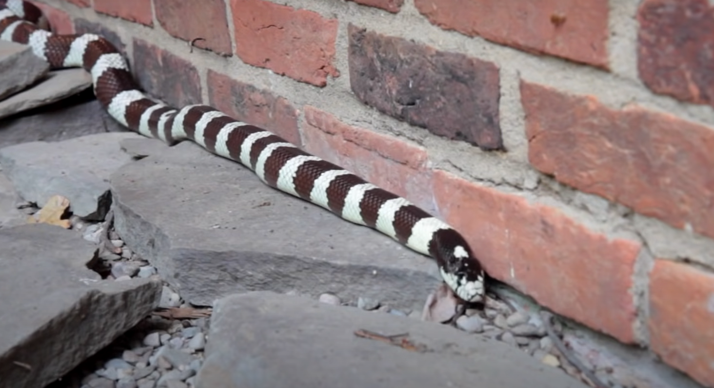 How to Get Rid of Garter Snakes in My Garden? GardenProfy