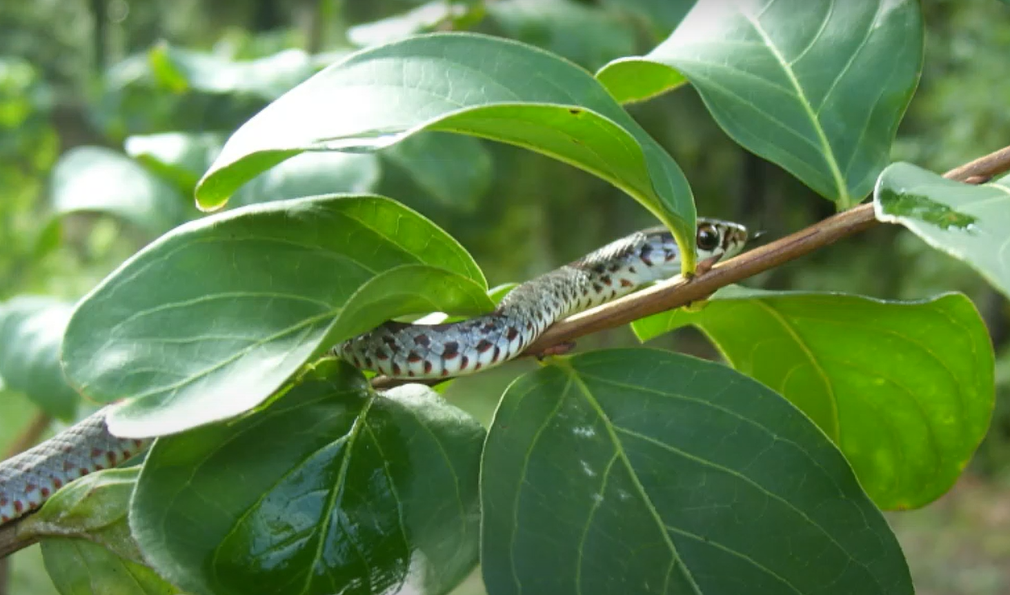 How to Get Rid of Garter Snakes in My Garden? GardenProfy