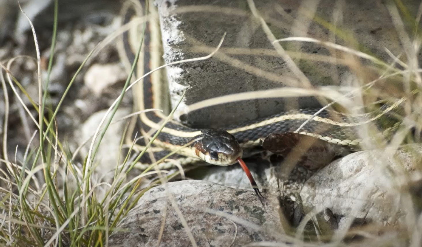 How to Get Rid of Garter Snakes in My Garden? GardenProfy