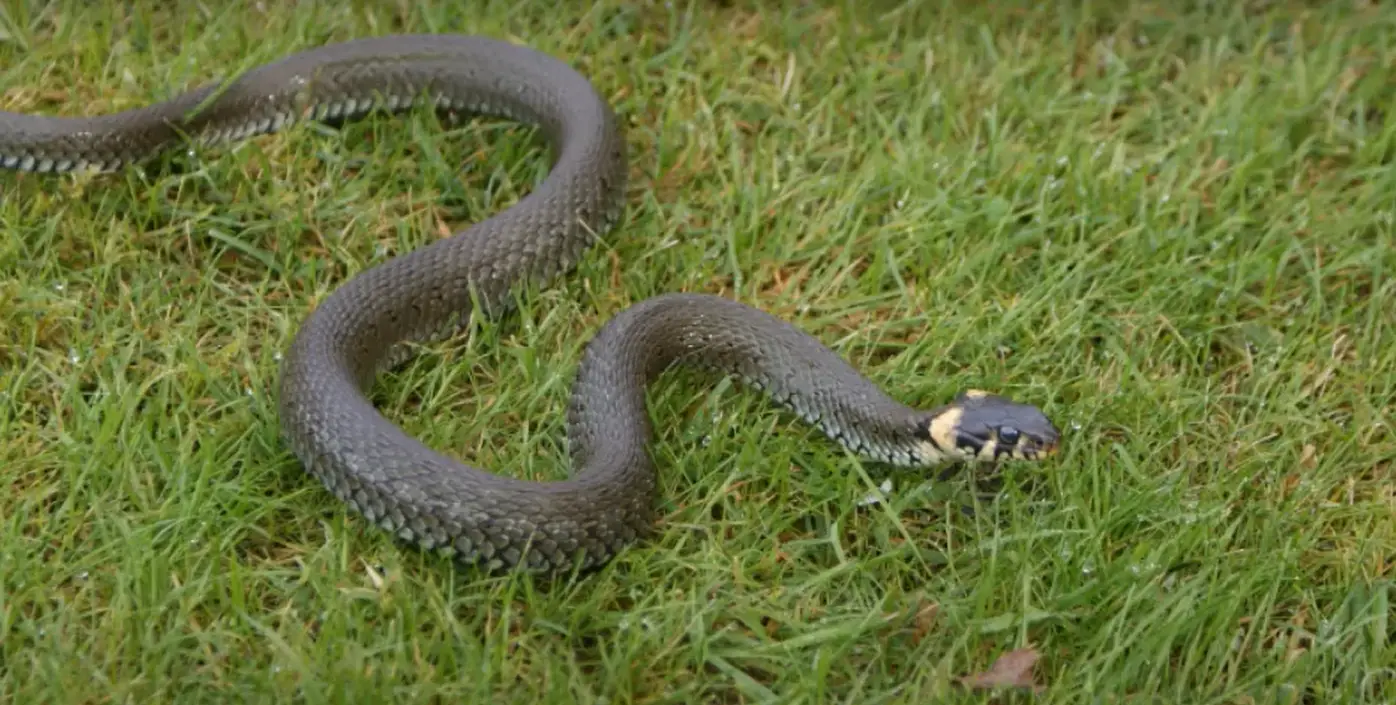 How to Get Rid of Garter Snakes in My Garden? GardenProfy