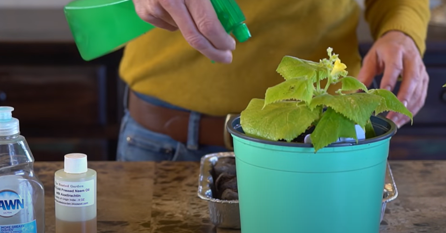 How to Get Rid of Gnats in Vegetable Garden? GardenProfy