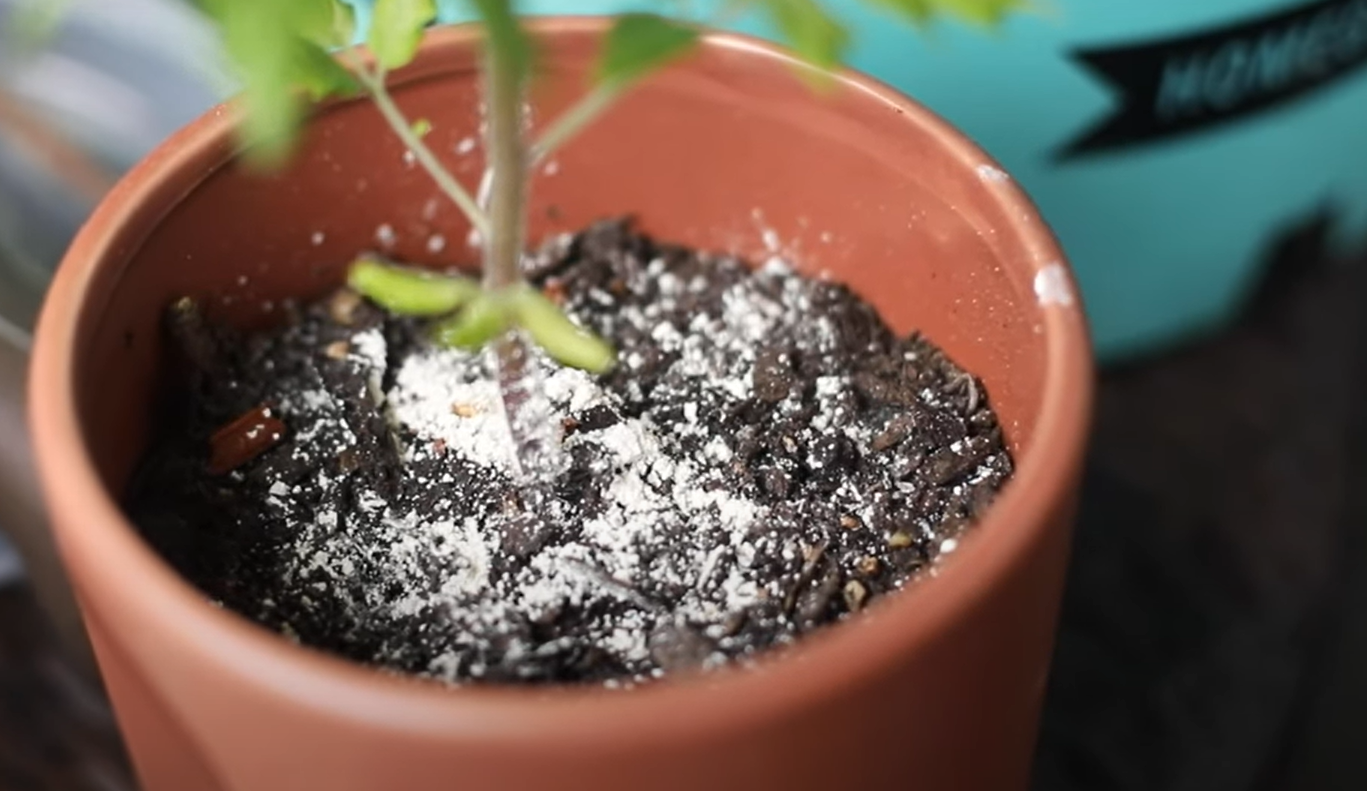 How to Get Rid of Gnats in Vegetable Garden? GardenProfy