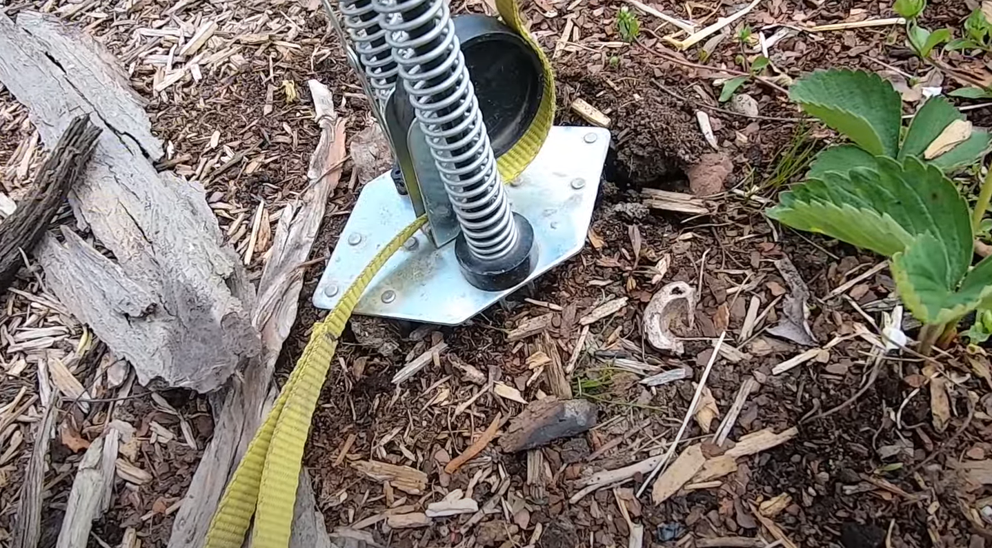 How to Get Rid of Moles in the Garden Humanely? - GardenProfy