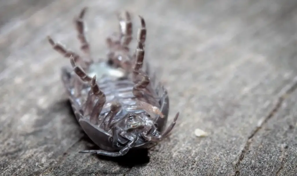Pill Bugs and Their Behavior