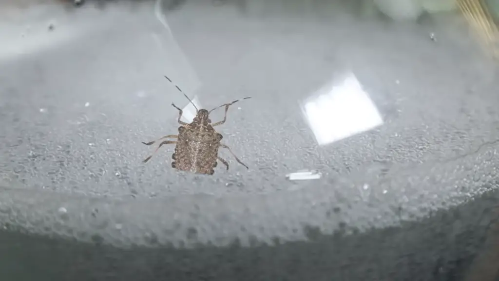 What Are Stink Bugs?