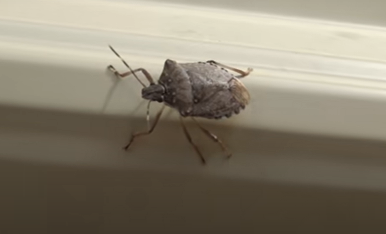 How to Get Rid of Stink Bugs in the Garden? GardenProfy