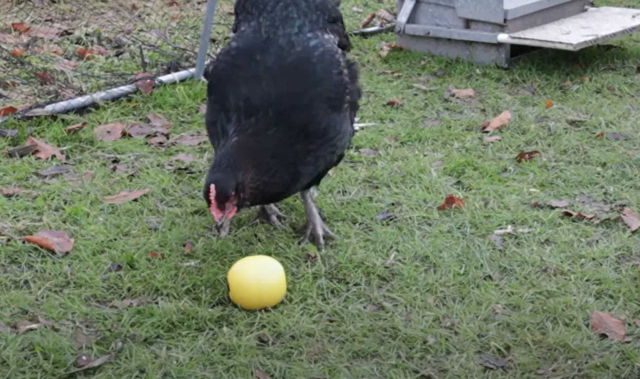How to Keep Chickens Out of the Garden? GardenProfy
