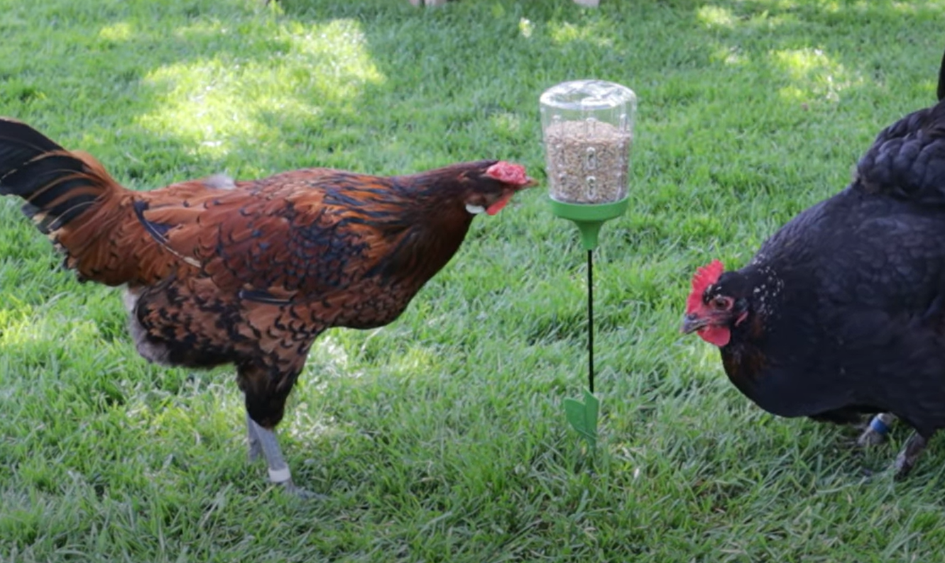 How to Keep Chickens Out of the Garden? GardenProfy