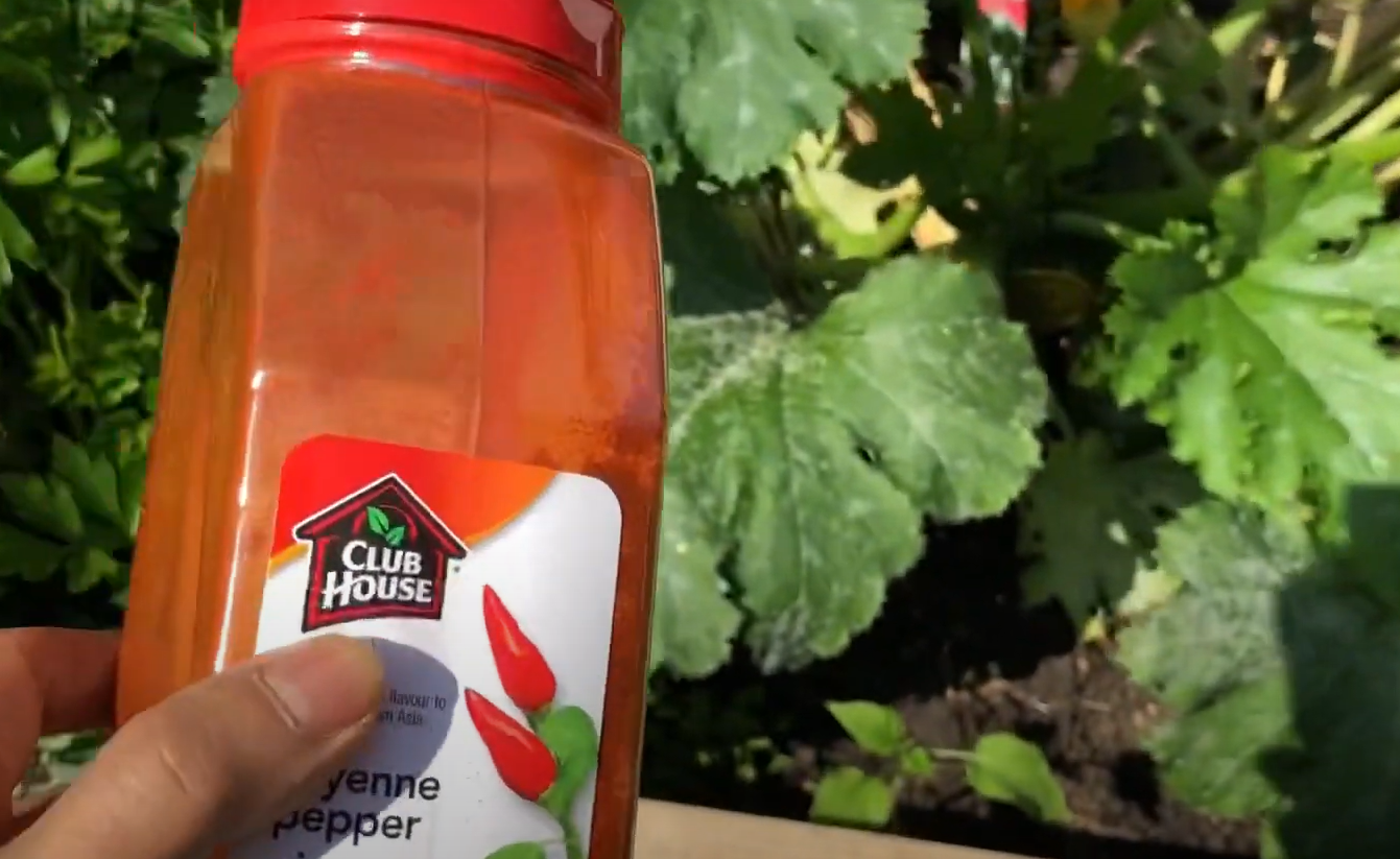 How to Keep Chipmunks Out of Garden? GardenProfy