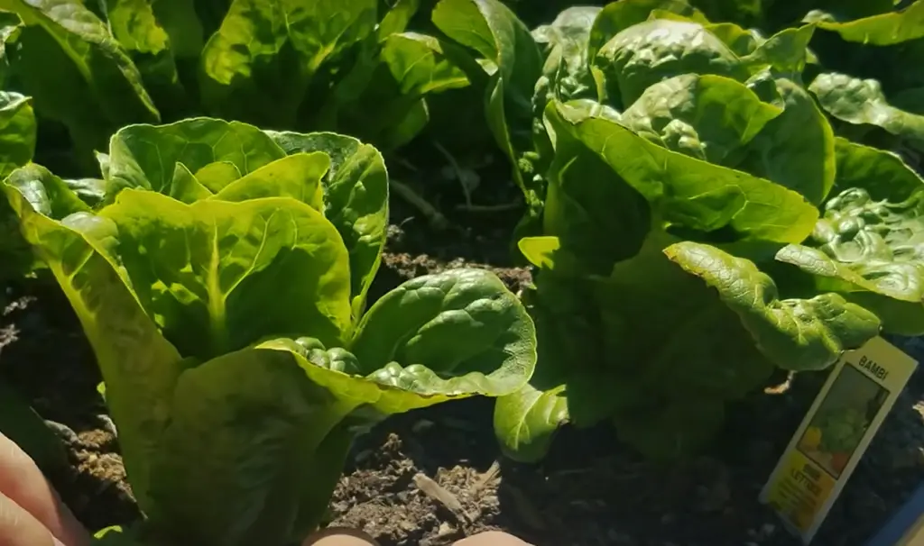 Lettuce and Its Benefits