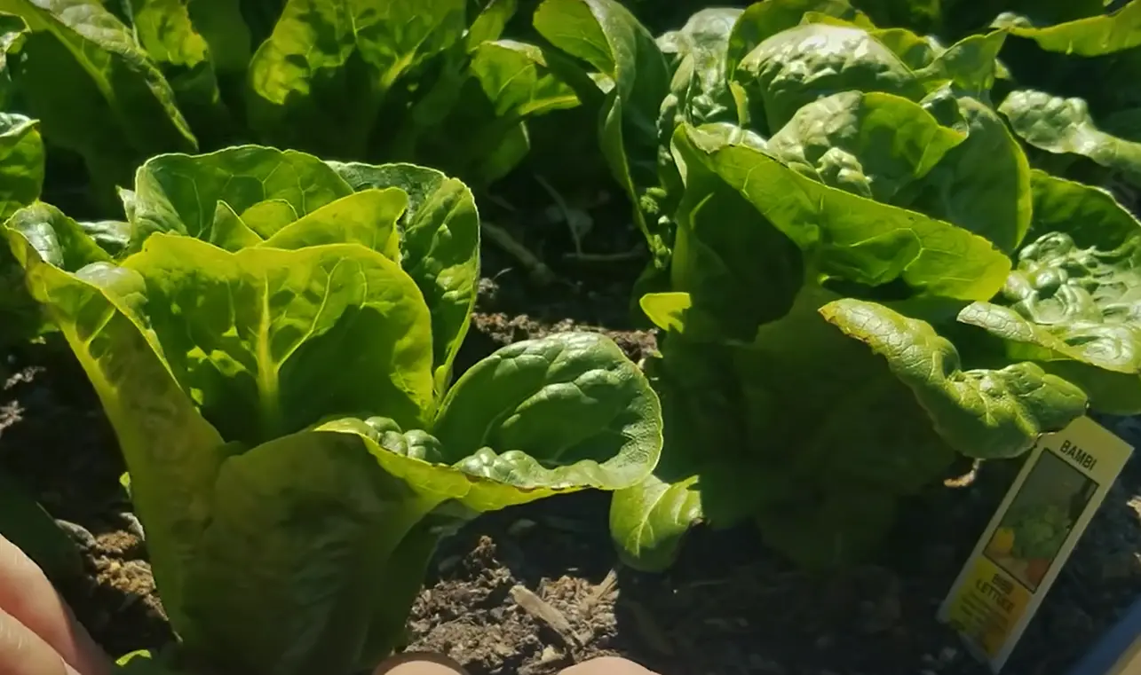 How to Pick Lettuce From a Garden? GardenProfy