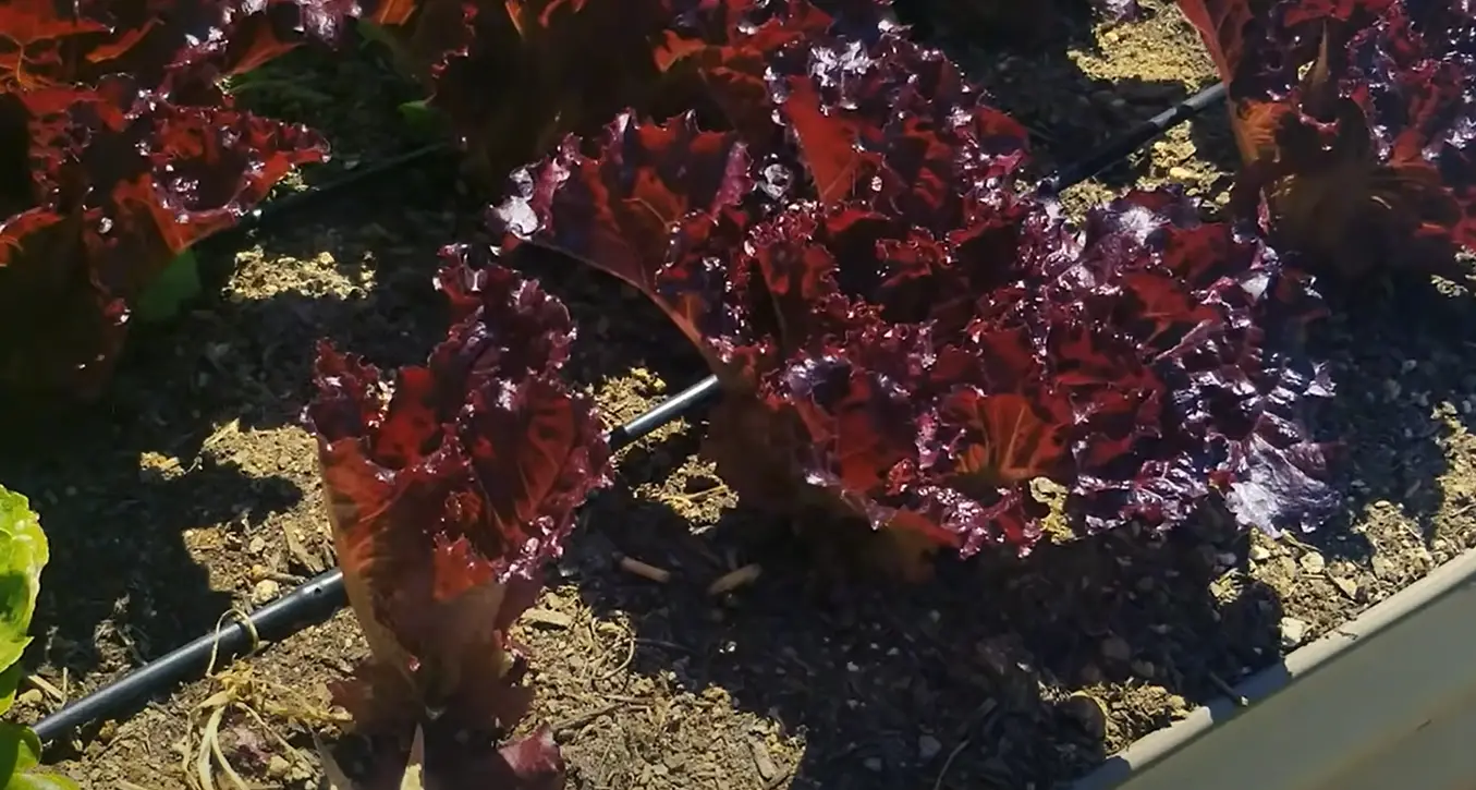 How to Pick Lettuce From a Garden? GardenProfy