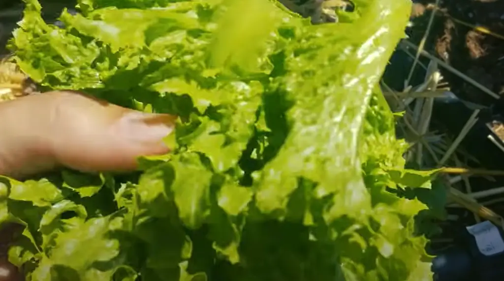 Cut the entire head of lettuce