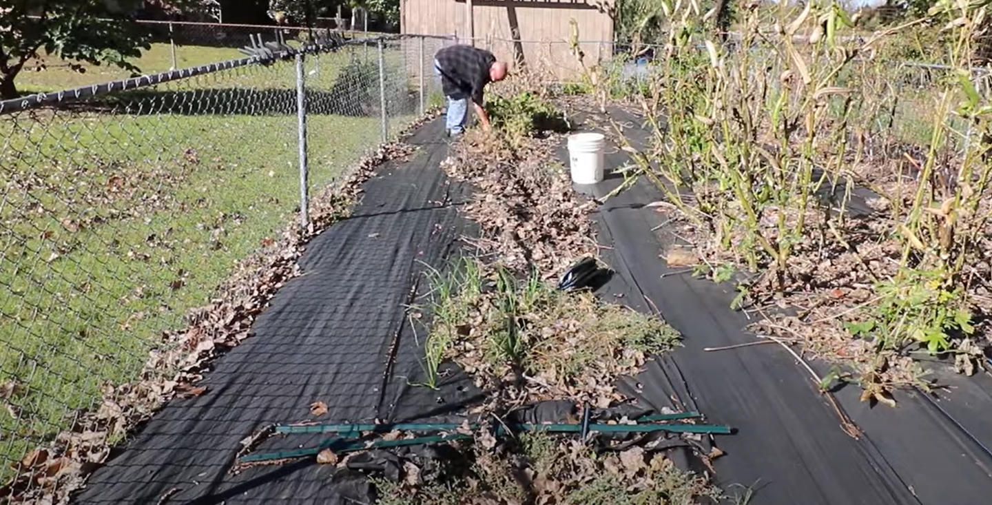 how-to-prepare-garden-for-spring-gardenprofy