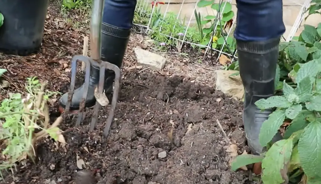Prepare the soil for planting
