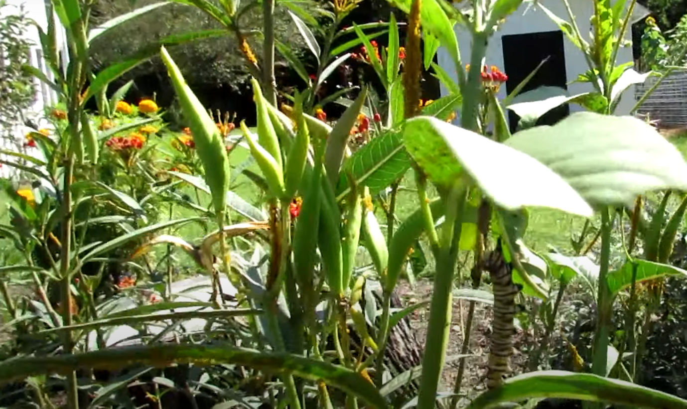 How to Release Ladybugs in the Garden? GardenProfy