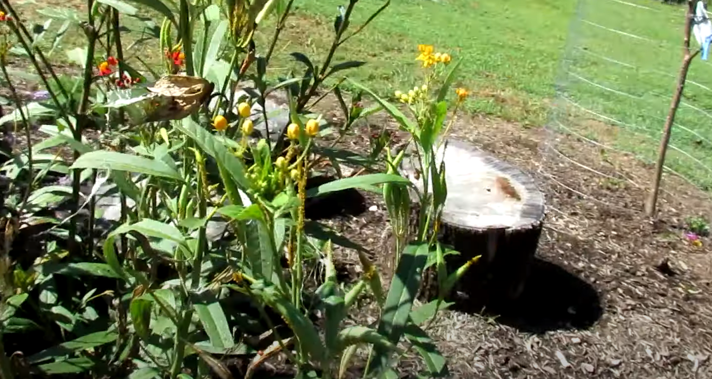 How to Release Ladybugs in the Garden? GardenProfy