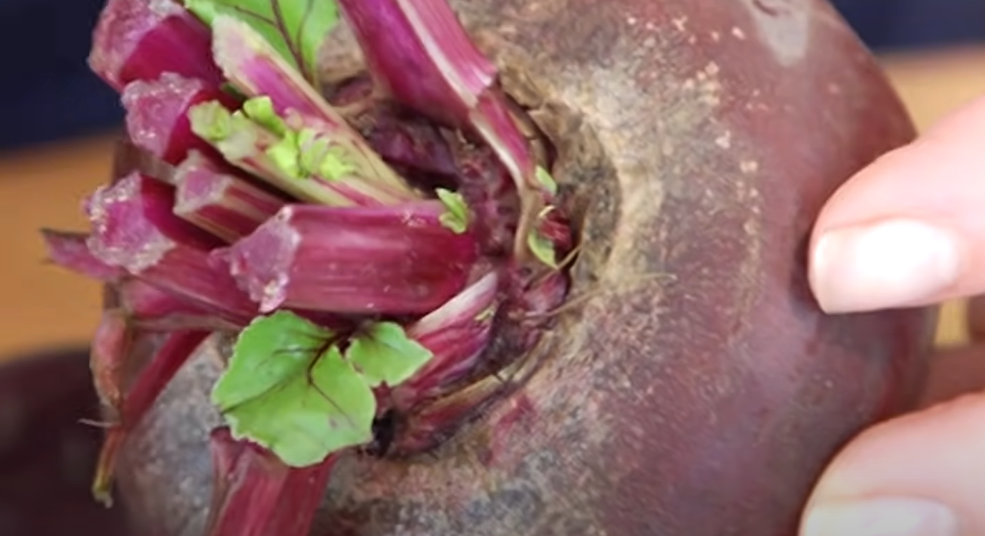 How to Store Beets From the Garden? GardenProfy