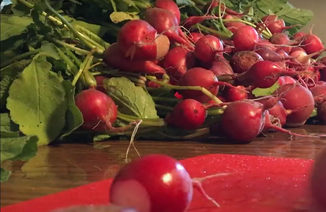 How to Store Radishes From the Garden? GardenProfy