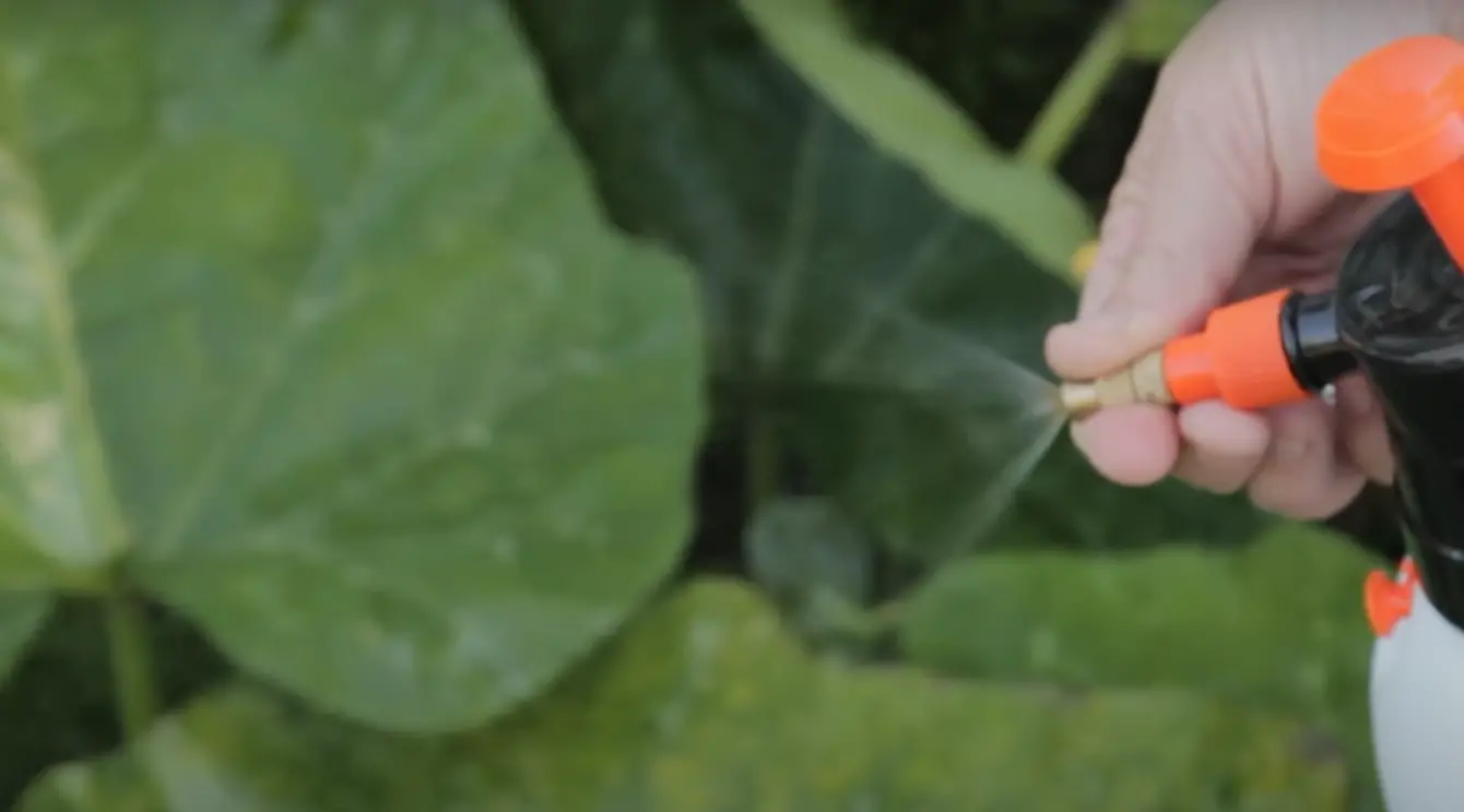 How to Use a Garden Sprayer? GardenProfy