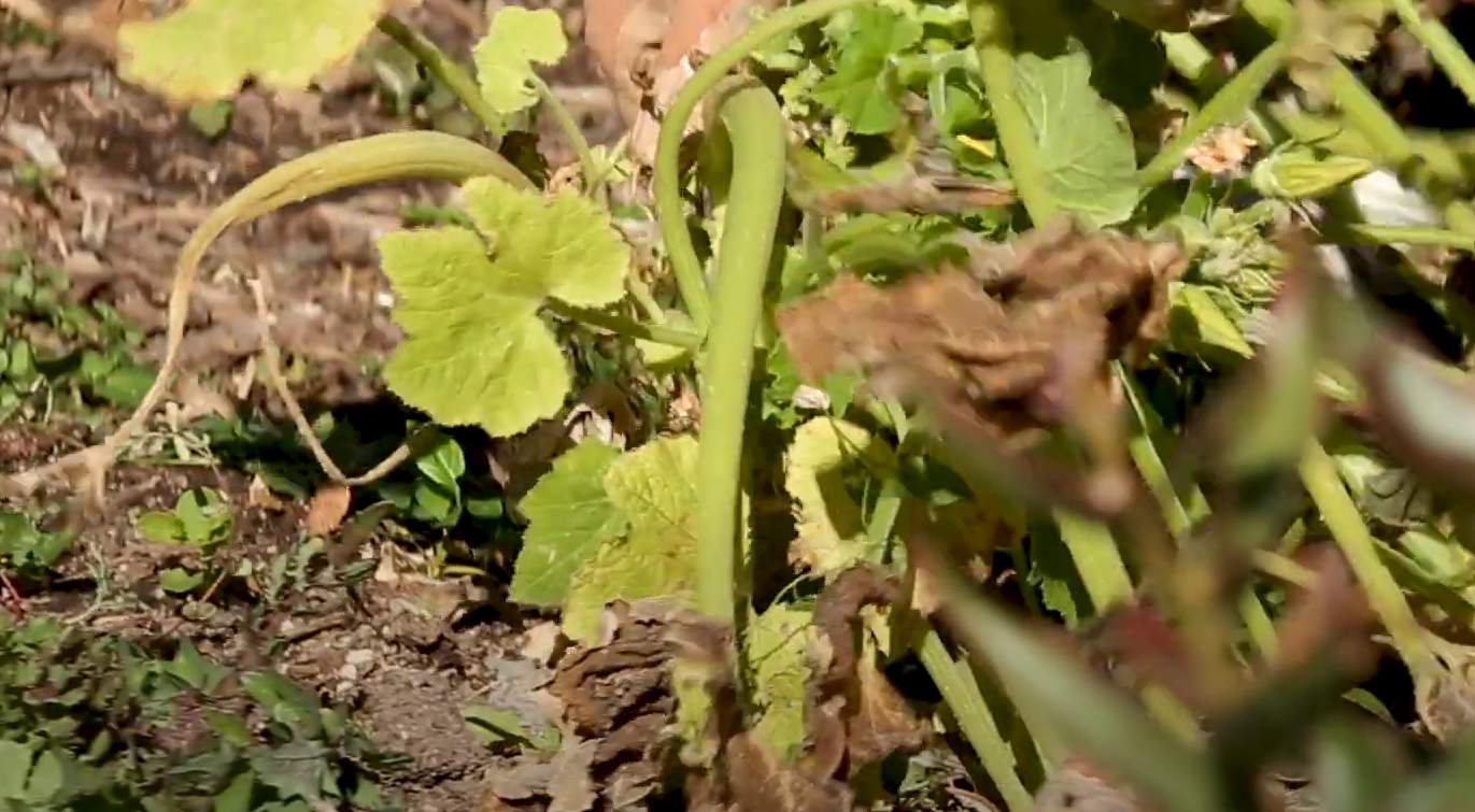 How to Winterize Garden Beds? GardenProfy