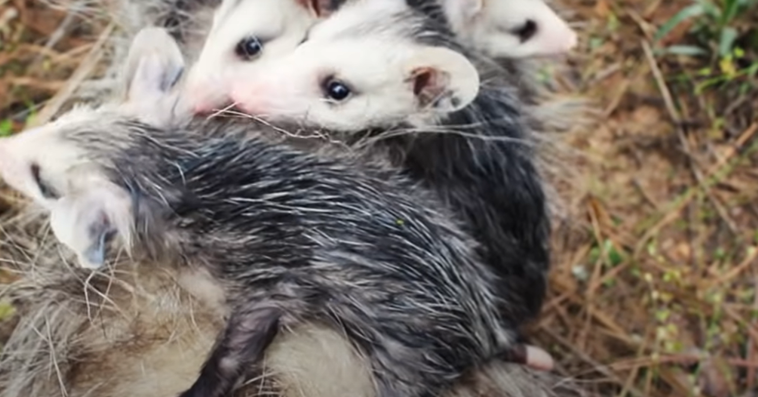 What Do Possums Eat in the Garden? GardenProfy