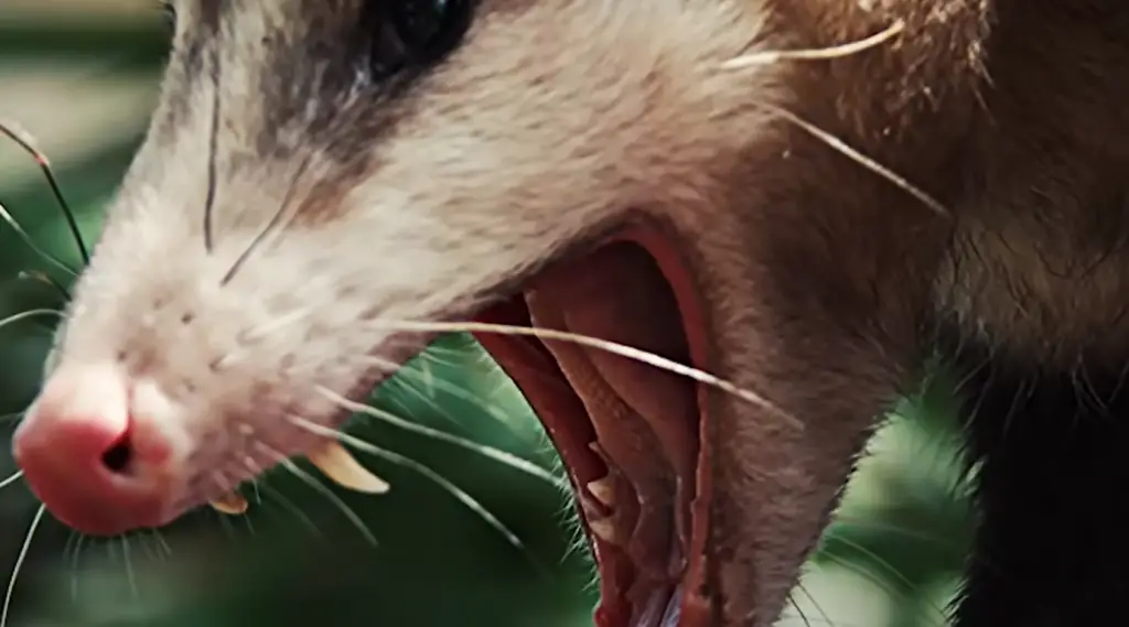 What Possums Eat?