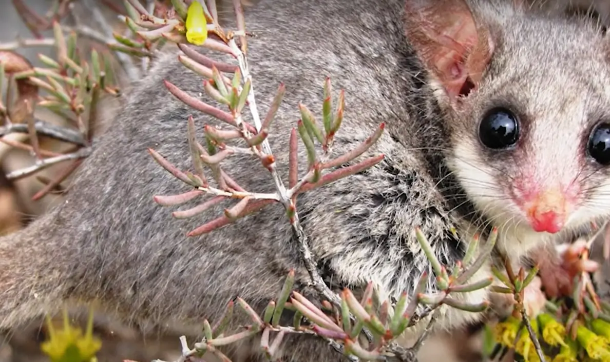 What Do Possums Eat in the Garden? GardenProfy