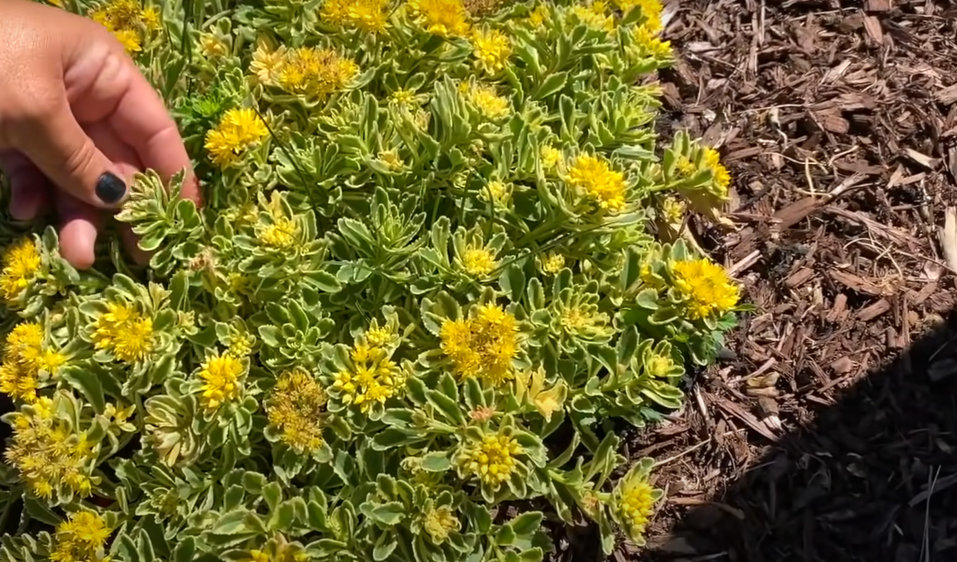 When to Plant a Garden in Michigan? GardenProfy