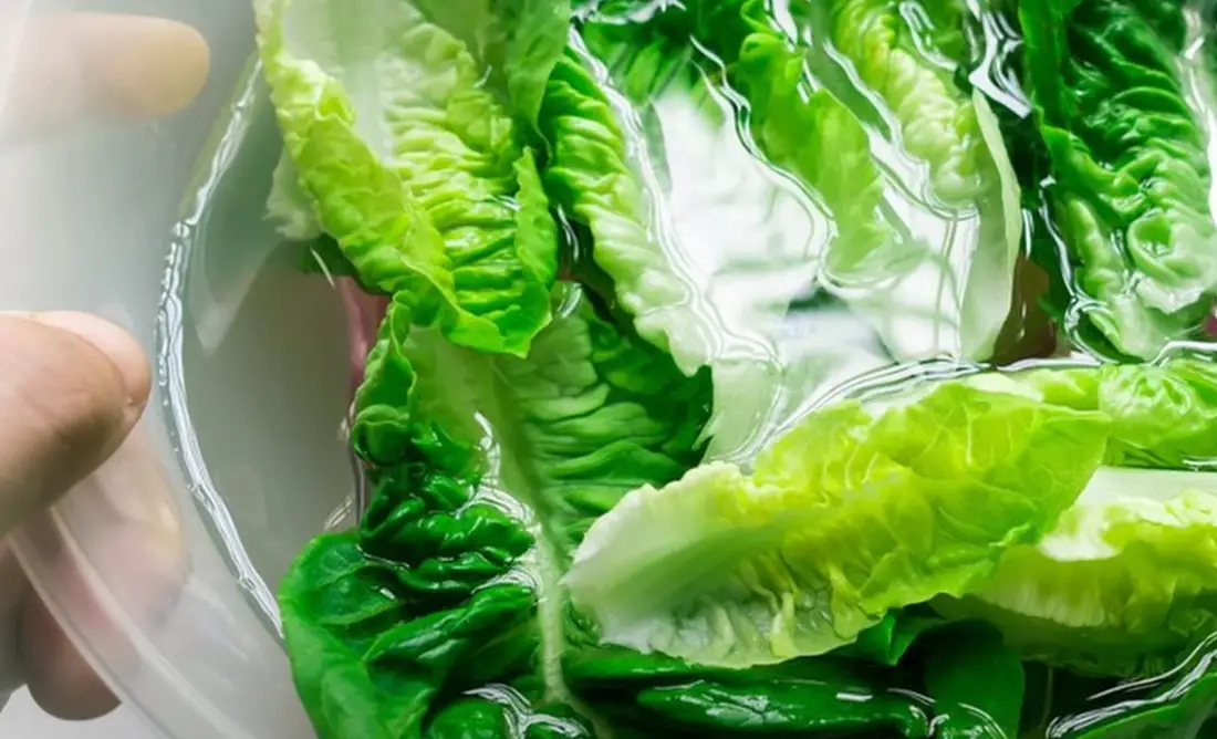 Why Is My Garden Lettuce Bitter? GardenProfy