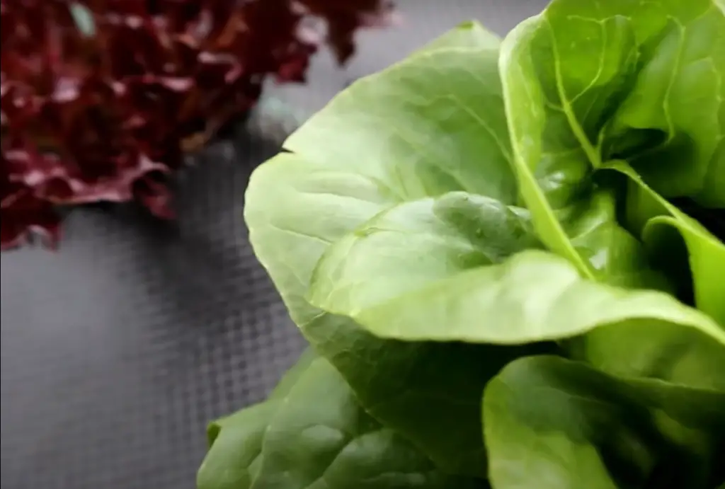 What to Do With Bolted Lettuce