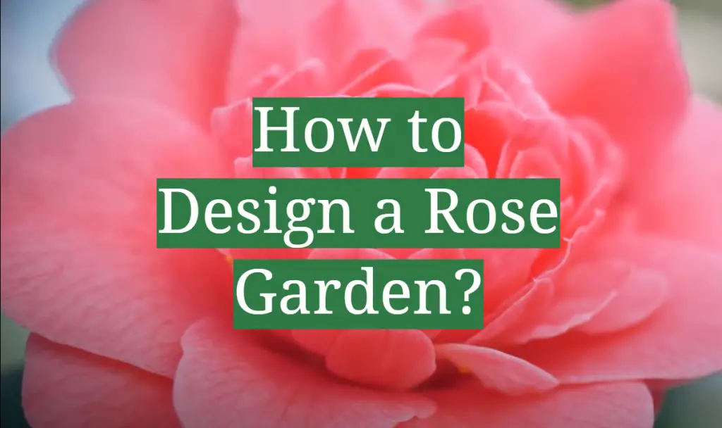 How to Design a Rose Garden? GardenProfy