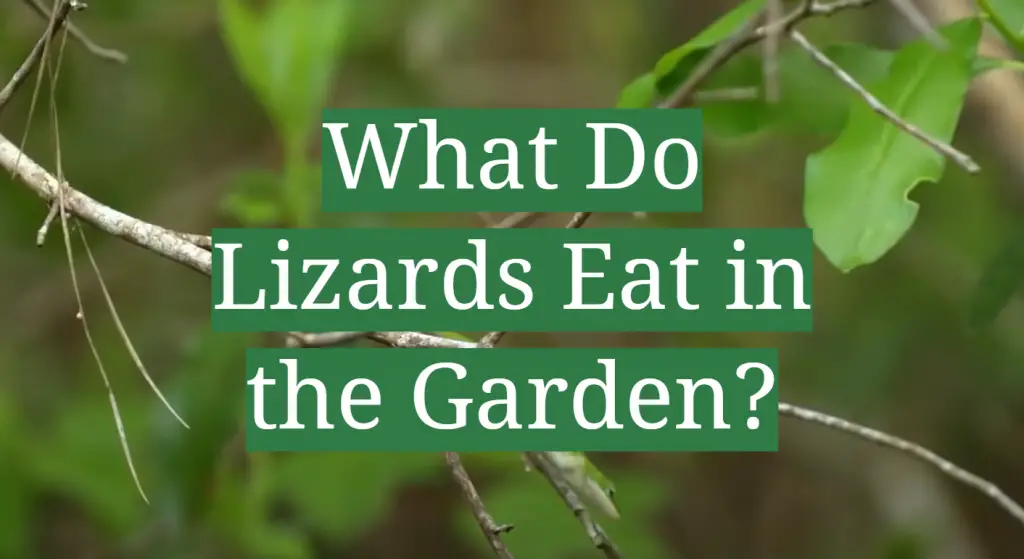 What Do Lizards Eat in the Garden? GardenProfy