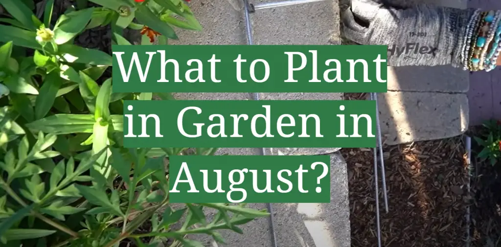 what-to-plant-in-garden-in-august-gardenprofy