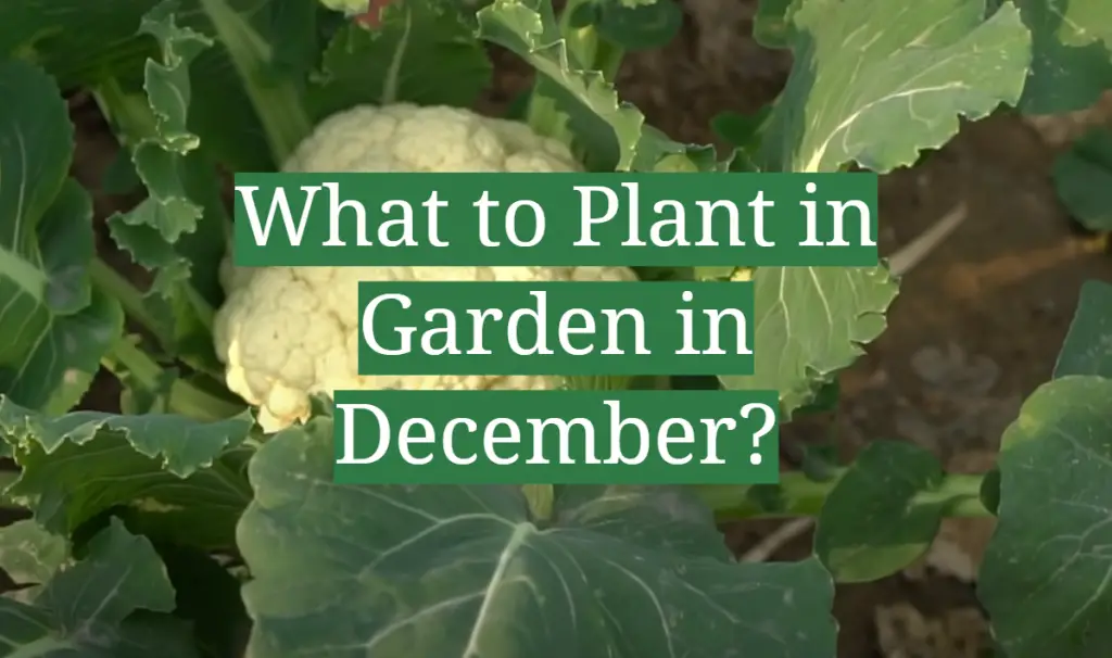 What to Plant in Garden in December? GardenProfy