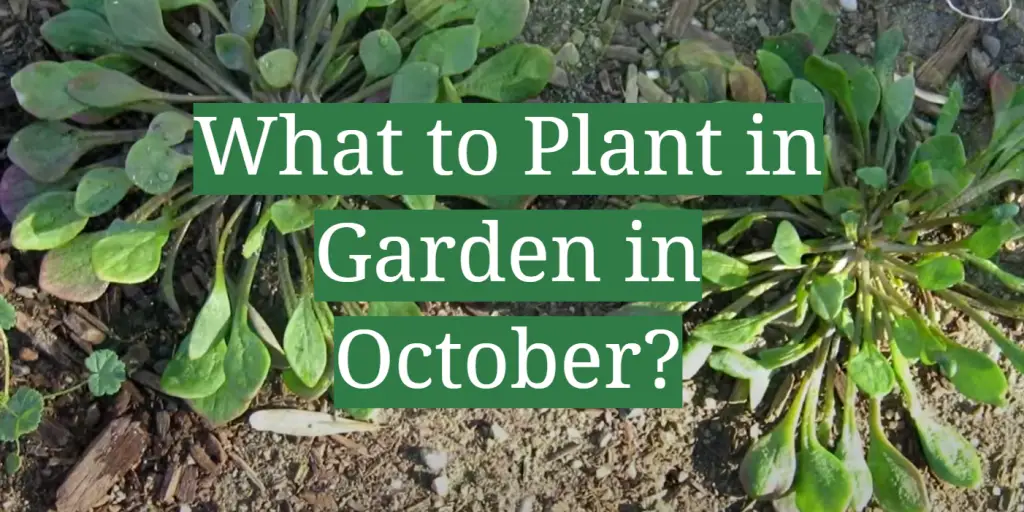 What to Plant in Garden in October? GardenProfy