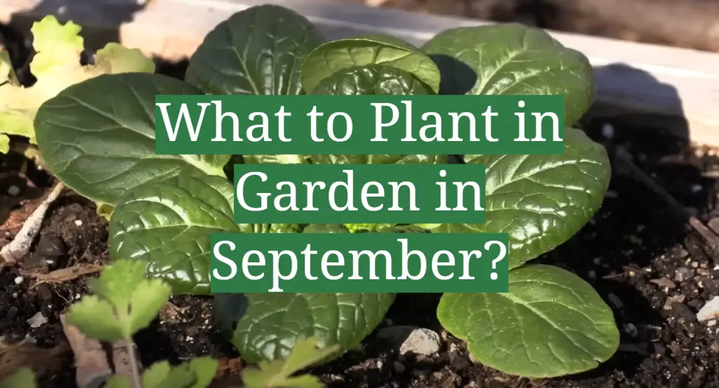 What to Plant in Garden in September? GardenProfy